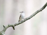 Muscicapa striata 25, Grauwe vliegenvanger, Saxifraga-Luuk Vermeer