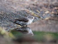 Muscicapa striata 36, Grauwe vliegenvanger, Saxifraga-Luuk Vermeer