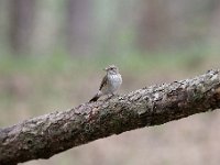 Muscicapa striata 41, Grauwe vliegenvanger, Saxifraga-Luuk Vermeer