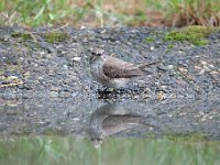 Muscicapa striata 50, Grauwe vliegenvanger, Saxifraga-Luuk Vermeer