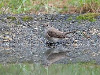 Muscicapa striata 51, Grauwe vliegenvanger, Saxifraga-Luuk Vermeer