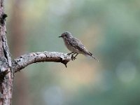 Muscicapa striata 56, Grauwe vliegenvanger, Saxifraga-Luuk Vermeer