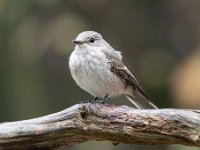 Muscicapa striata 60, Grauwe vliegenvanger, Saxifraga-Luuk Vermeer