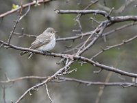 Muscicapa striata 66, Grauwe vliegenvanger, Saxifraga-Tom Heijnen