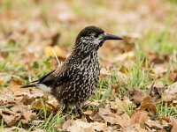 Nucifraga caryocatactes 57, Notenkraker, adult, Saxifraga-Theo Verstrael