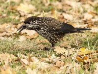 Nucifraga caryocatactes 62, Notenkraker, adult, Saxifraga-Theo Verstrael