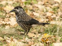 Nucifraga caryocatactes 64, Notenkraker, adult, Saxifraga-Theo Verstrael