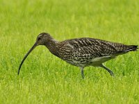 Wulp #47327 : Numenius arquata, Wulp, Eurasian Curlew