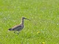 Wulp #47011 : Numenius arquata, Wulp, Eurasian Curlew