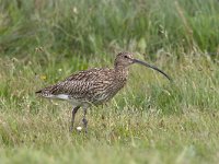 Wulp, Curlew  Wulp, Curlew : Curlew, Eurasian Curlew, Numenius arquata, Wulp, bird, foeragerend, foraging, grass, grassland, lopend, steltloper, vogel, wader, walking, weide, weidevogel