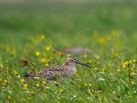 Numenius phaeopus 8, Regenwulp, Saxifraga-Hans Dekker