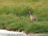 Numenius phaeopus 9, Regenwulp, Saxifraga-Hans Dekker