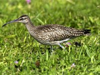 Numenius phaeopus 1, Regenwulp, Saxifraga-Piet Munsterman