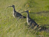 Numenius phaeopus 12, Regenwulp, Saxifraga-Peter Stein