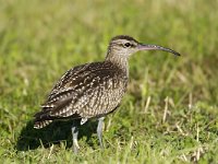 Numenius phaeopus 2, Regenwulp, Saxifraga-Piet Munsterman