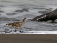 Numenius phaeopus 3, Regenwulp, Saxifraga-Mark Zekhuis