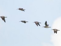 Numenius phaeopus 6, Regenwulp, Saxifraga-Mark Zekhuis