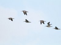 Numenius phaeopus 7, Regenwulp, Saxifraga-Mark Zekhuis