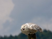 Nyctea scandiaca 2, Sneeuwuil, female, Saxifraga-Jan Nijendijk