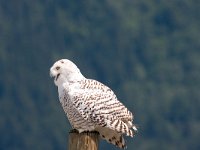 Nyctea scandiaca 3, Sneeuwuil, female, Saxifraga-Jan Nijendijk