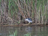 Nycticorax nycticorax 29, Kwak, Saxifraga-Dirk Hilbers