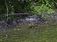 Nycticorax nycticorax 37, Kwak, Saxifraga-Jan Nijendijk