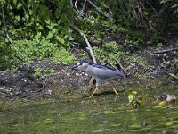 Nycticorax nycticorax 40, Kwak, Saxifraga-Jan Nijendijk