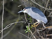 Nycticorax nycticorax 44, Kwak, Saxifraga-Tom Heijnen