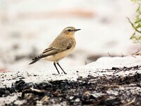 Oenanthe oenanthe 100, Tapuit, Saxifraga-Bart Vastenhouw