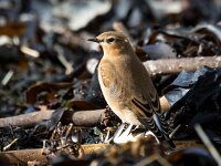Oenanthe oenanthe 111, Tapuit, Saxifraga-Bart Vastenhouw