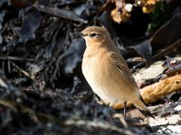 Oenanthe oenanthe 113, Tapuit, Saxifraga-Bart Vastenhouw