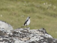 Oenanthe oenanthe 127, Tapuit, Saxifraga-Willem van Kruijsbergen