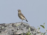 Oenanthe oenanthe 129, Tapuit, Saxifraga-Willem van Kruijsbergen
