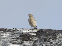 Oenanthe oenanthe 130, Tapuit, Saxifraga-Willem van Kruijsbergen