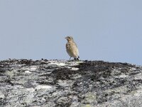 Oenanthe oenanthe 131, Tapuit, Saxifraga-Willem van Kruijsbergen