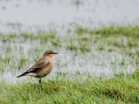 Oenanthe oenanthe 133, Tapuit, adult, female, Saxifraga-Theo Verstrael