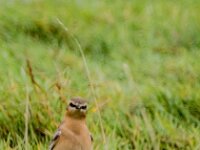 Oenanthe oenanthe 134, Tapuit, adult, female, Saxifraga-Theo Verstrael