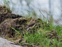 Oenanthe oenanthe 137, Tapuit, adult, female, Saxifraga-Theo Verstrael