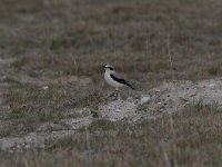 Oenanthe oenanthe 55, Tapuit, Saxifraga-Luuk Vermeer