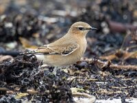 Oenanthe oenanthe 92, Tapuit, Saxifraga-Bart Vastenhouw