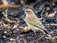Oenanthe oenanthe 96, Tapuit, Saxifraga-Bart Vastenhouw
