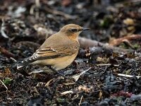 Oenanthe oenanthe 99, Tapuit, Saxifraga-Bart Vastenhouw