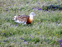 Otis tarda 30, Grote trap, Saxifraga-Bart Vastenhouw