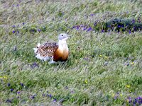 Otis tarda 32, Grote trap, Saxifraga-Bart Vastenhouw