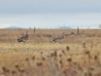Otis tarda 35, Grote trap, Saxifraga-Tom Heijnen