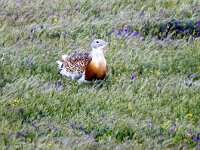 Otis tarda 7, Grote trap, Saxifraga-Bart Vastenhouw
