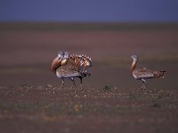 Otis tarda 1, Grote trap, Saxifraga-Arie de Knijff