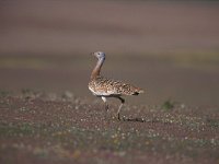 Otis tarda 4, Grote trap, Saxifraga-Arie de Knijff