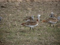 Otis tarda 8, Grote trap, Saxifraga-Joerg Mager