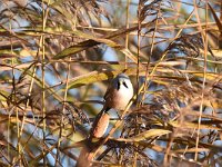 Panurus biarmicus 24, Baardman, Saxifragap-Luuk Vermeer